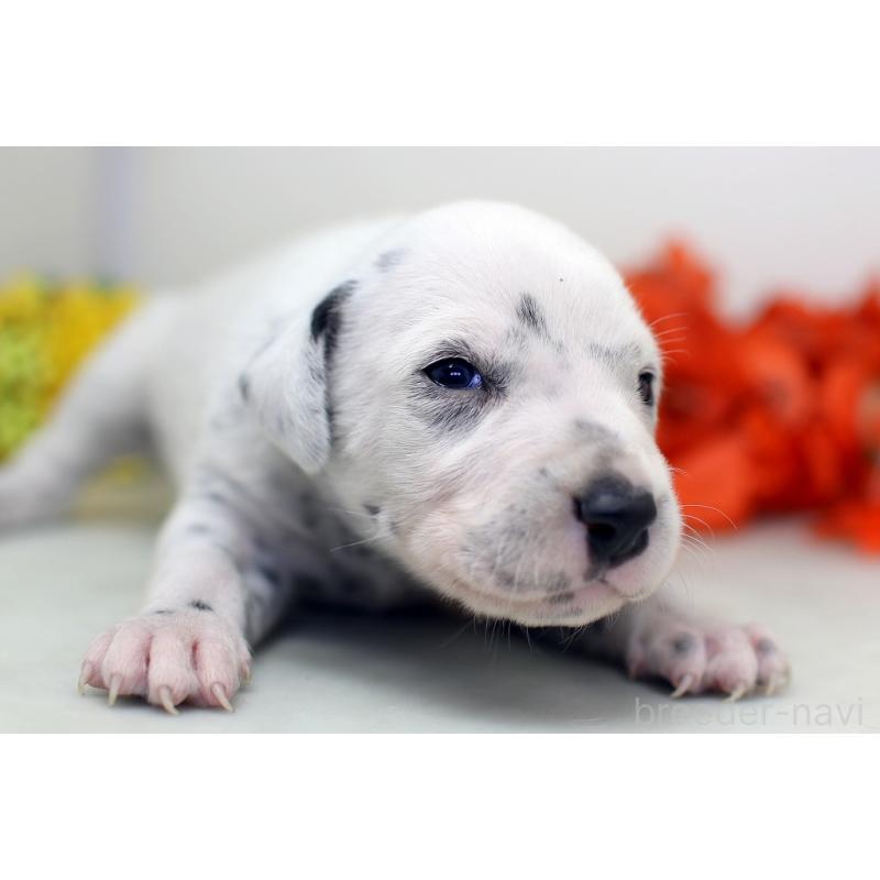 販売中の埼玉県のダルメシアン-429062の5枚目