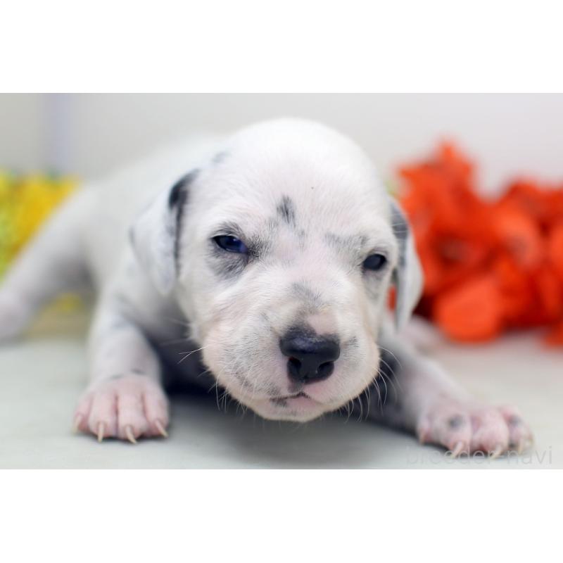 販売中の埼玉県のダルメシアン-429062の4枚目