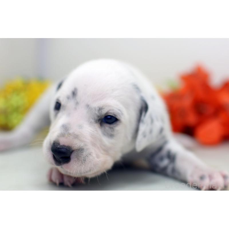 販売中の埼玉県のダルメシアン-429062の3枚目