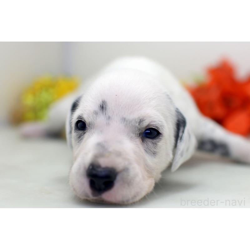 販売中の埼玉県のダルメシアン-429062の2枚目