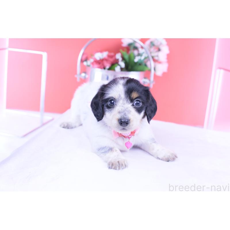 販売中の愛知県のミニチュアダックスフンド(ロングヘアード)-429074の10枚目