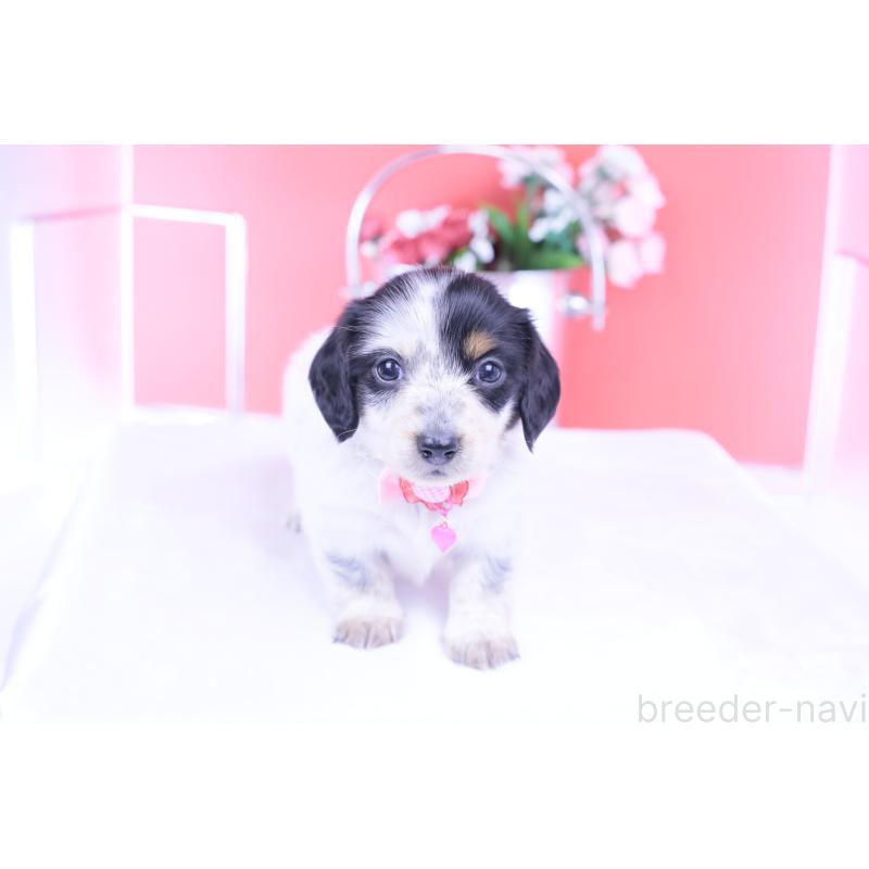 販売中の愛知県のミニチュアダックスフンド(ロングヘアード)-429074の9枚目