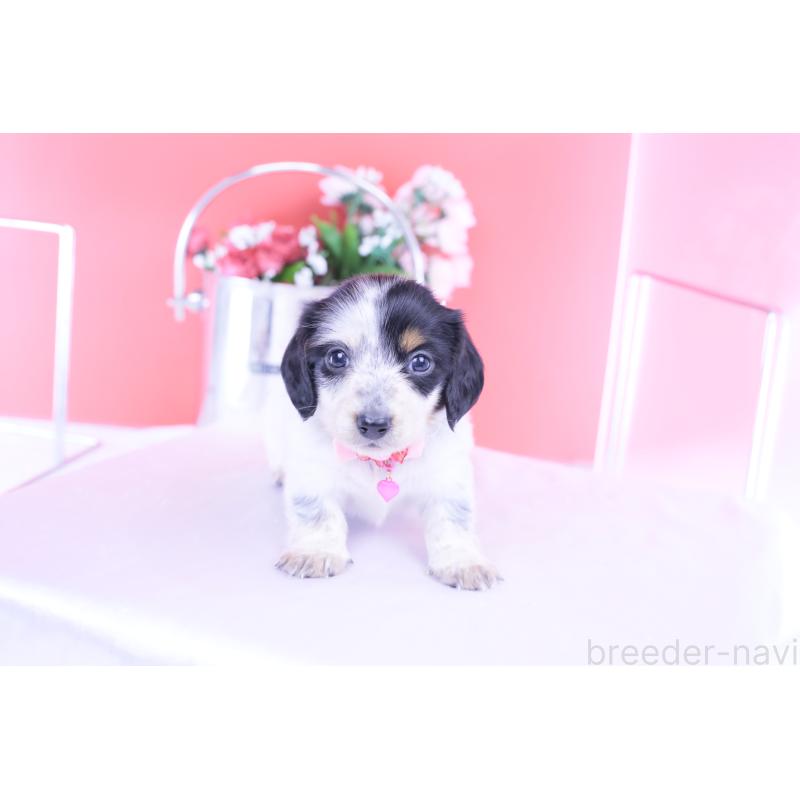 販売中の愛知県のミニチュアダックスフンド(ロングヘアード)-429074の8枚目