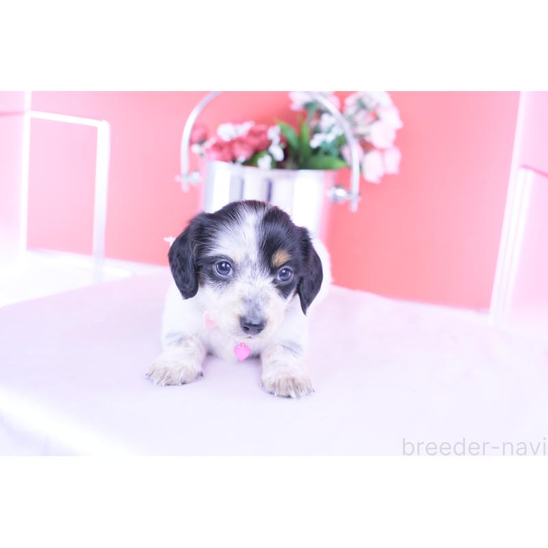 販売中の愛知県のミニチュアダックスフンド(ロングヘアード)-429074の7枚目