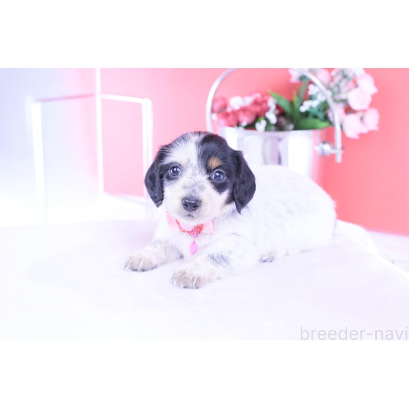 販売中の愛知県のミニチュアダックスフンド(ロングヘアード)-429074の6枚目