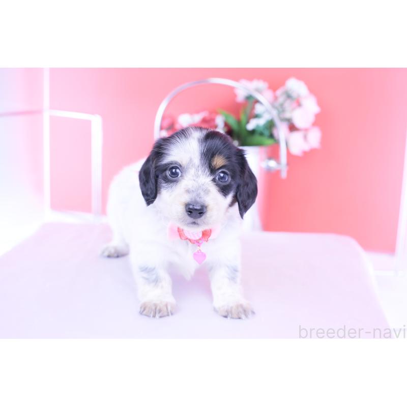 販売中の愛知県のミニチュアダックスフンド(ロングヘアード)-429074の5枚目