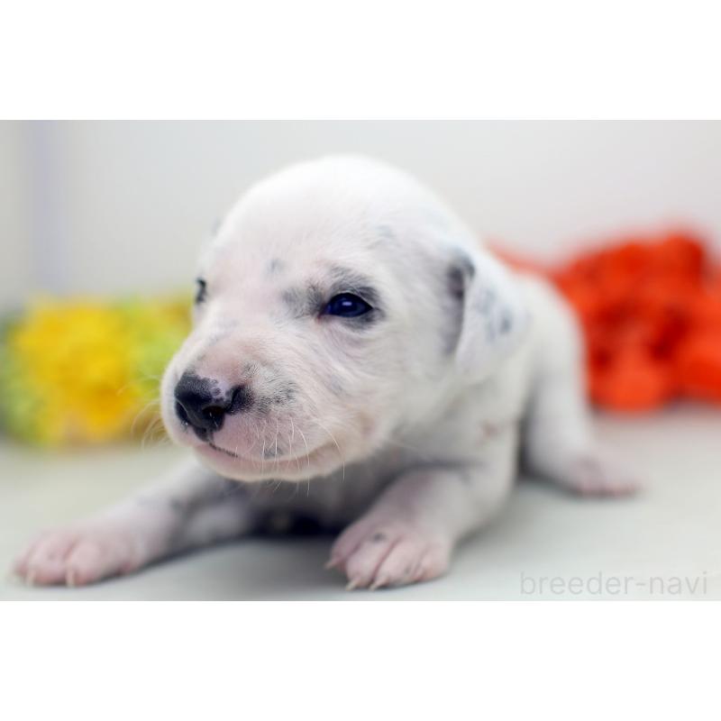 販売中の埼玉県のダルメシアン-429066の8枚目