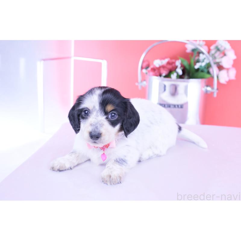 販売中の愛知県のミニチュアダックスフンド(ロングヘアード)-429074の4枚目