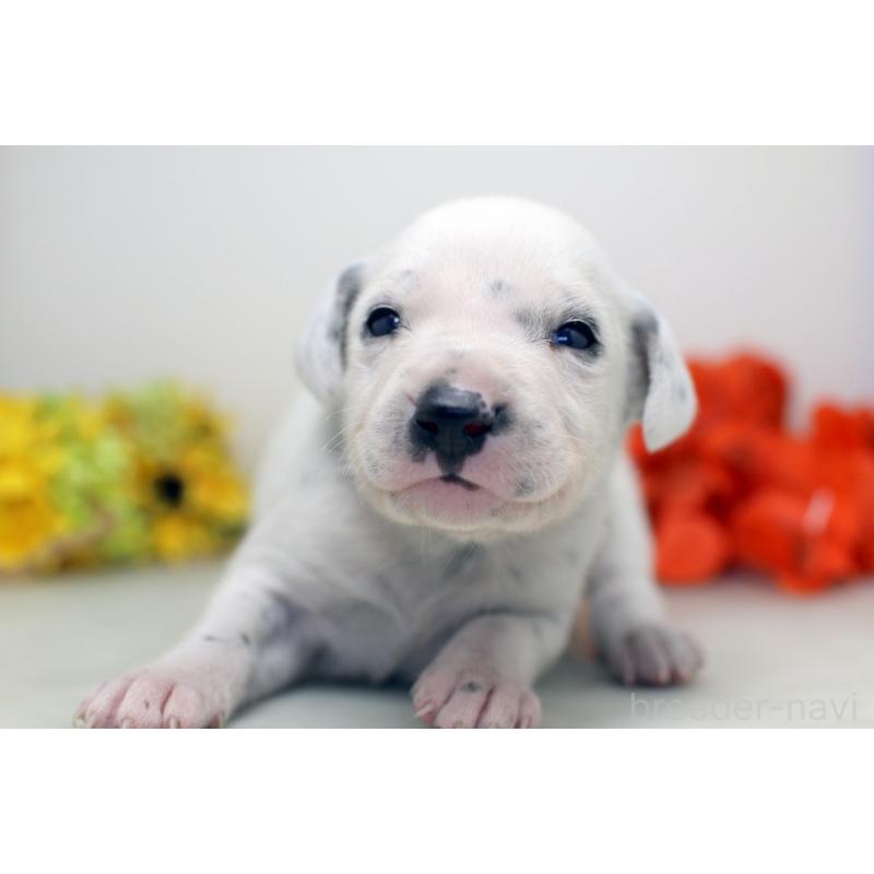 販売中の埼玉県のダルメシアン-429066の7枚目