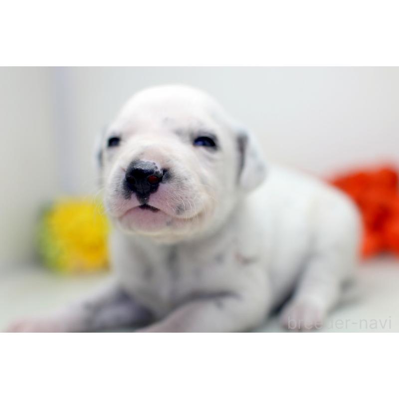 販売中の埼玉県のダルメシアン-429066の6枚目