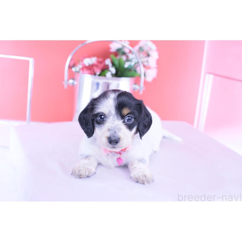 販売中の愛知県のミニチュアダックスフンド(ロングヘアード)-429074の2枚目