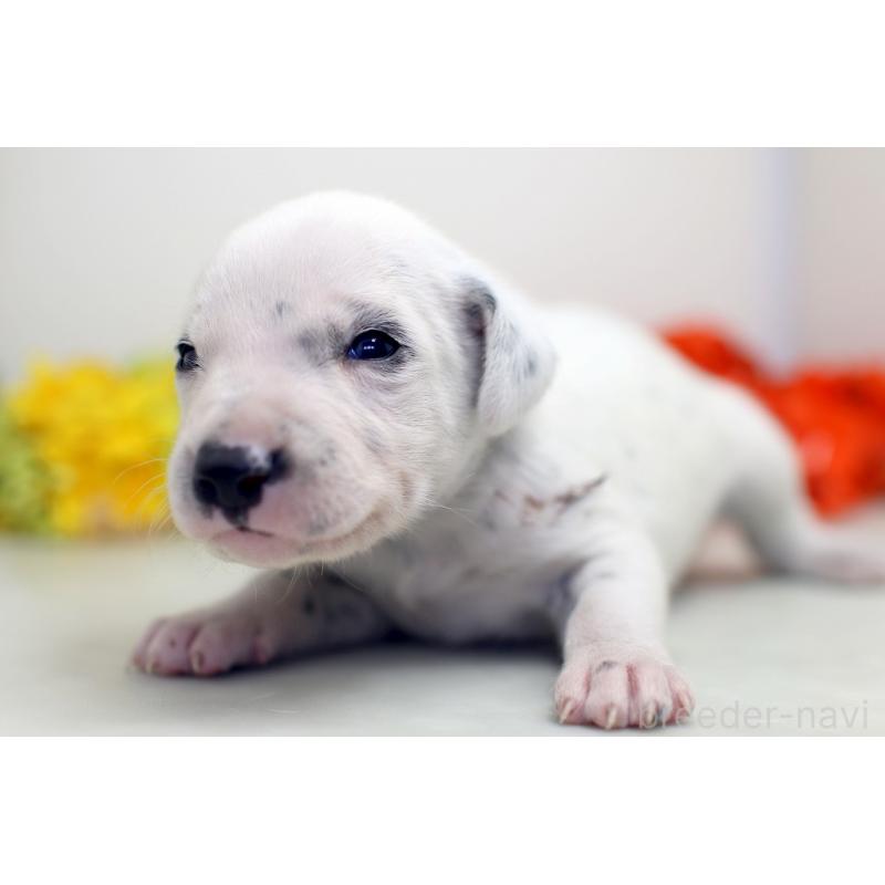 販売中の埼玉県のダルメシアン-429066の5枚目