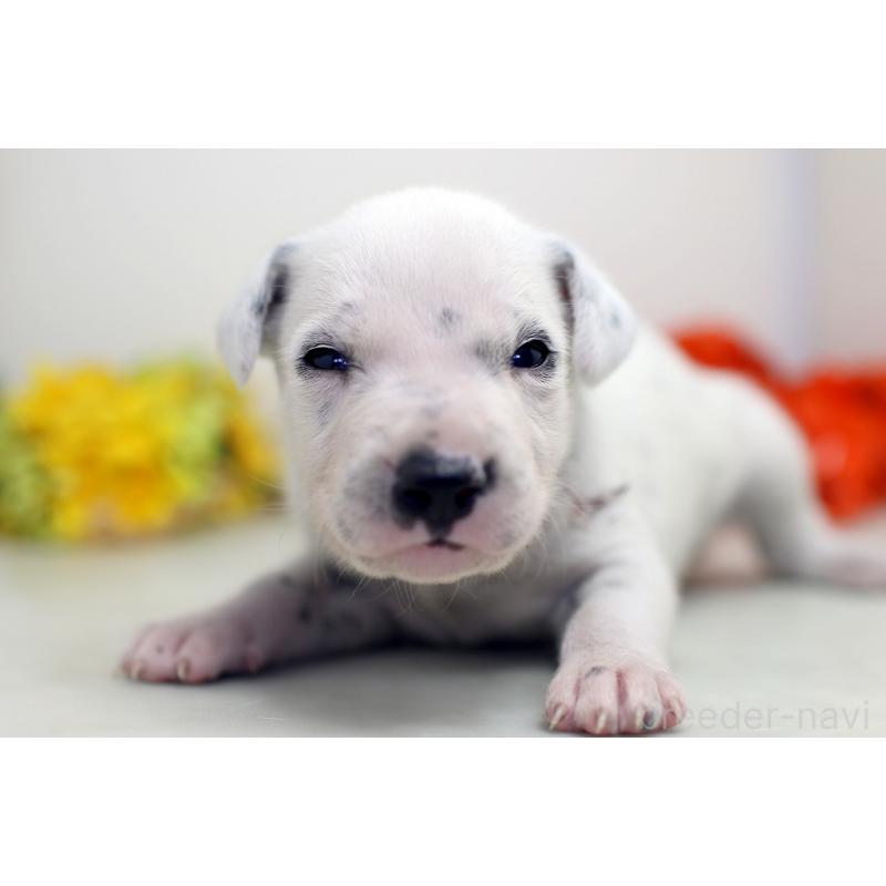 販売中の埼玉県のダルメシアン-429066の4枚目