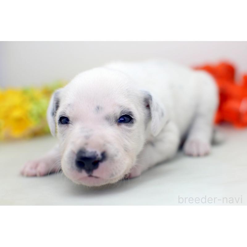 販売中の埼玉県のダルメシアン-429066の3枚目