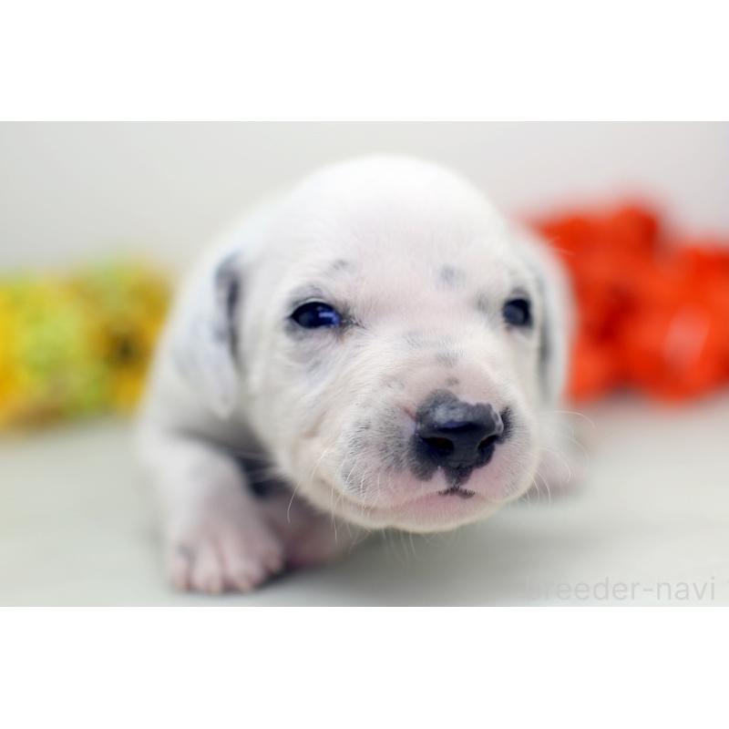 販売中の埼玉県のダルメシアン-429066の2枚目