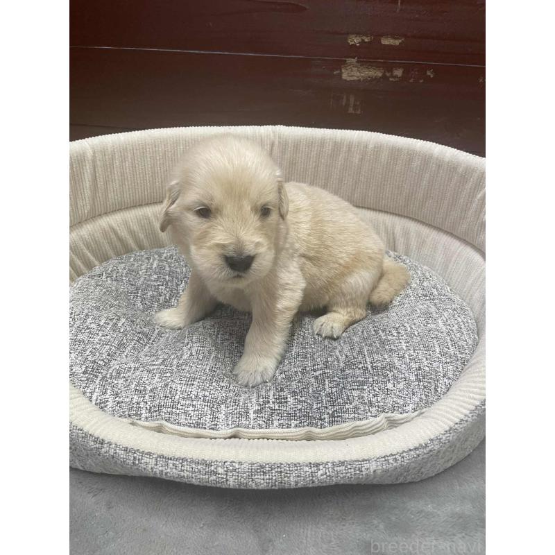 販売中の静岡県のゴールデンレトリーバー-429076の5枚目