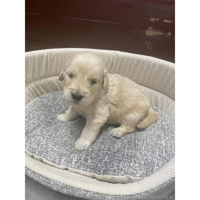 販売中の静岡県のゴールデンレトリーバー-429076の3枚目