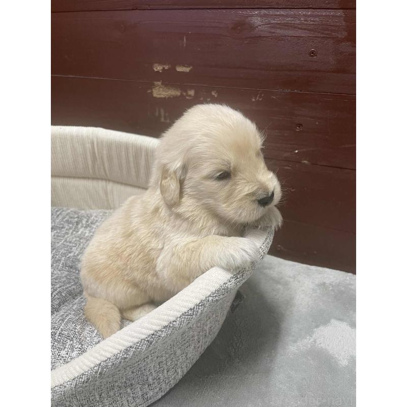 販売中の静岡県のゴールデンレトリーバー-429076の2枚目