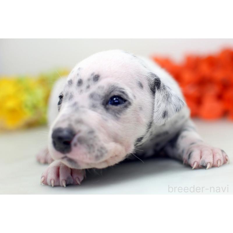 販売中の埼玉県のダルメシアン-429069の8枚目