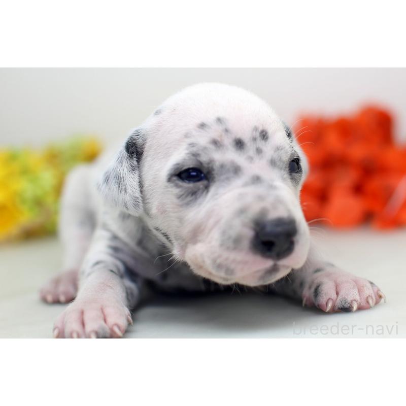 販売中の埼玉県のダルメシアン-429069の7枚目