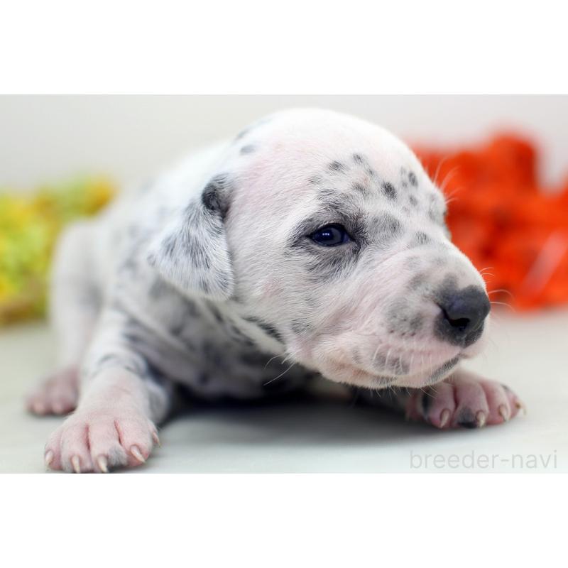 販売中の埼玉県のダルメシアン-429069の6枚目