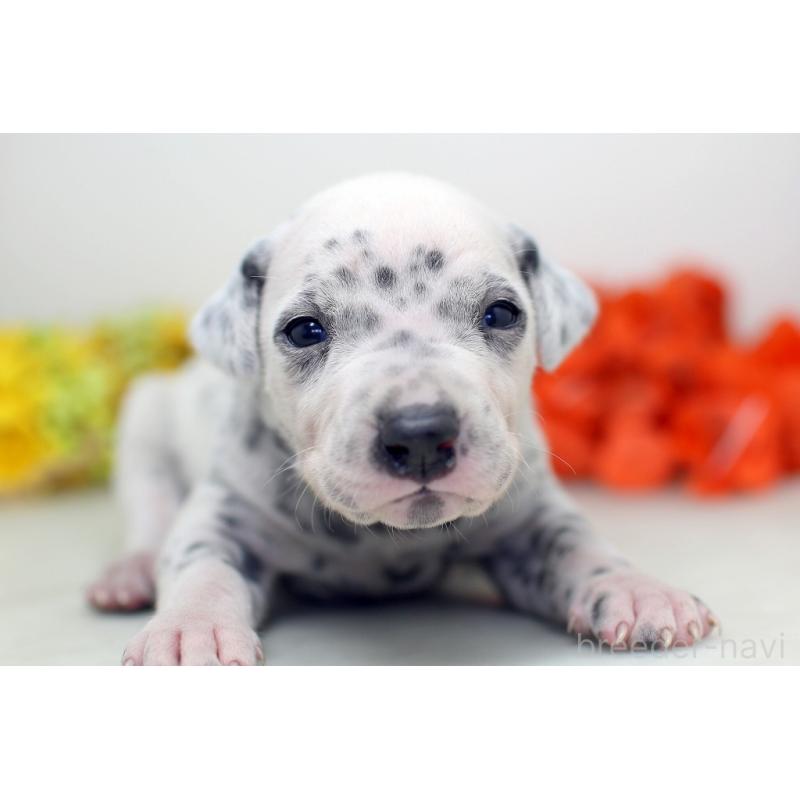 販売中の埼玉県のダルメシアン-429069の5枚目