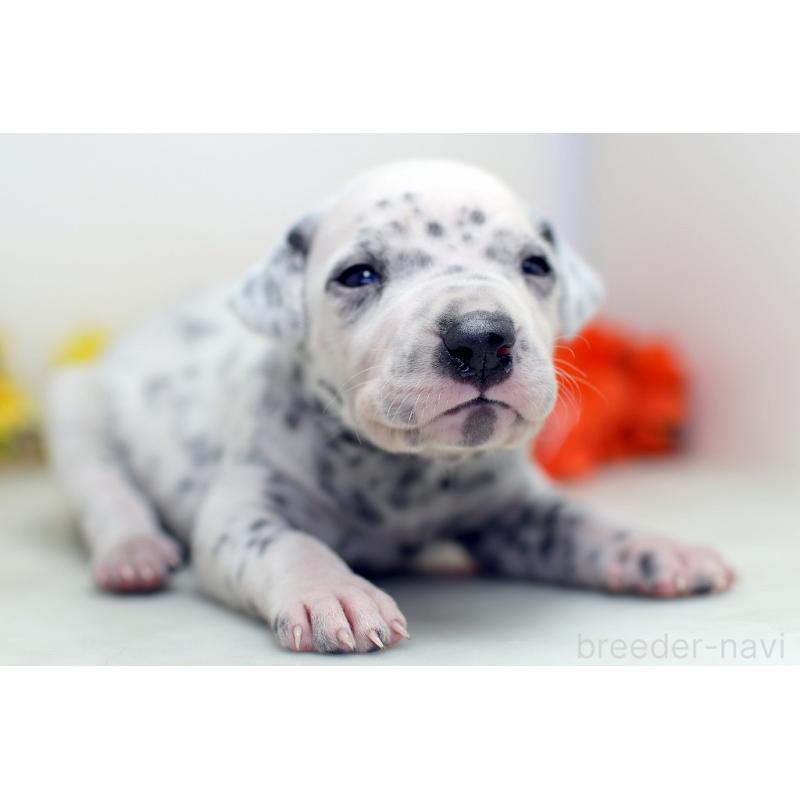 販売中の埼玉県のダルメシアン-429069の4枚目