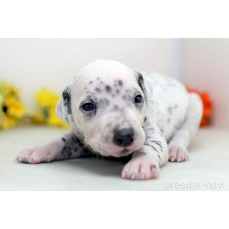 販売中の埼玉県のダルメシアン-429069の3枚目