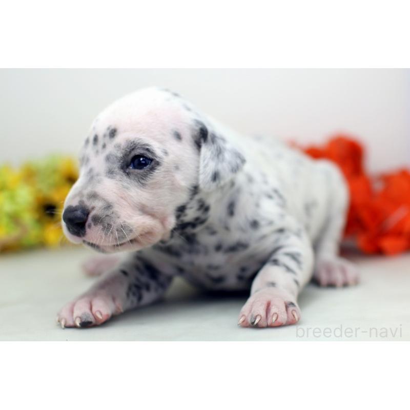 販売中の埼玉県のダルメシアン-429069の2枚目
