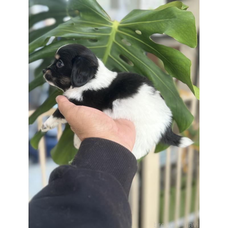 成約済の静岡県のチワックス:チワワ×ミニチュアダックスフンド-429075の4枚目