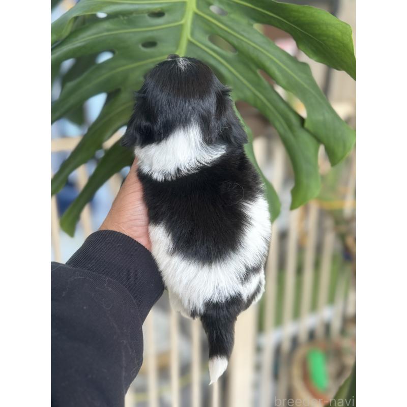 成約済の静岡県のチワックス:チワワ×ミニチュアダックスフンド-429075の3枚目