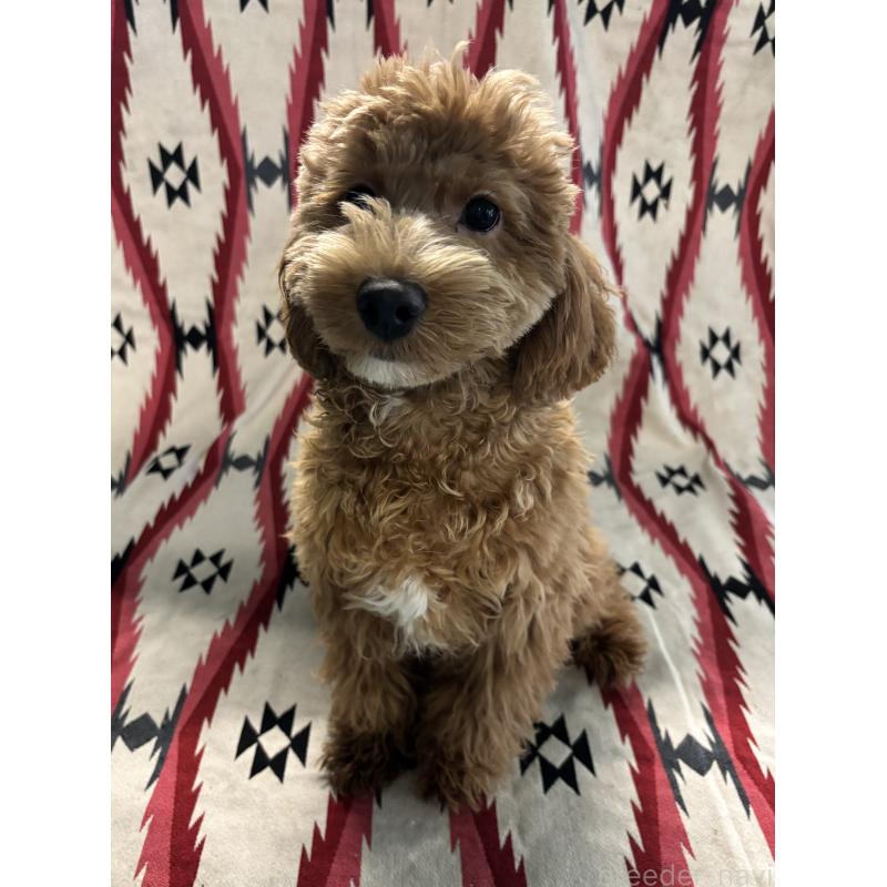 販売中の茨城県のコッカプー:アメリカンコッカースパニエル×トイプードル-407880