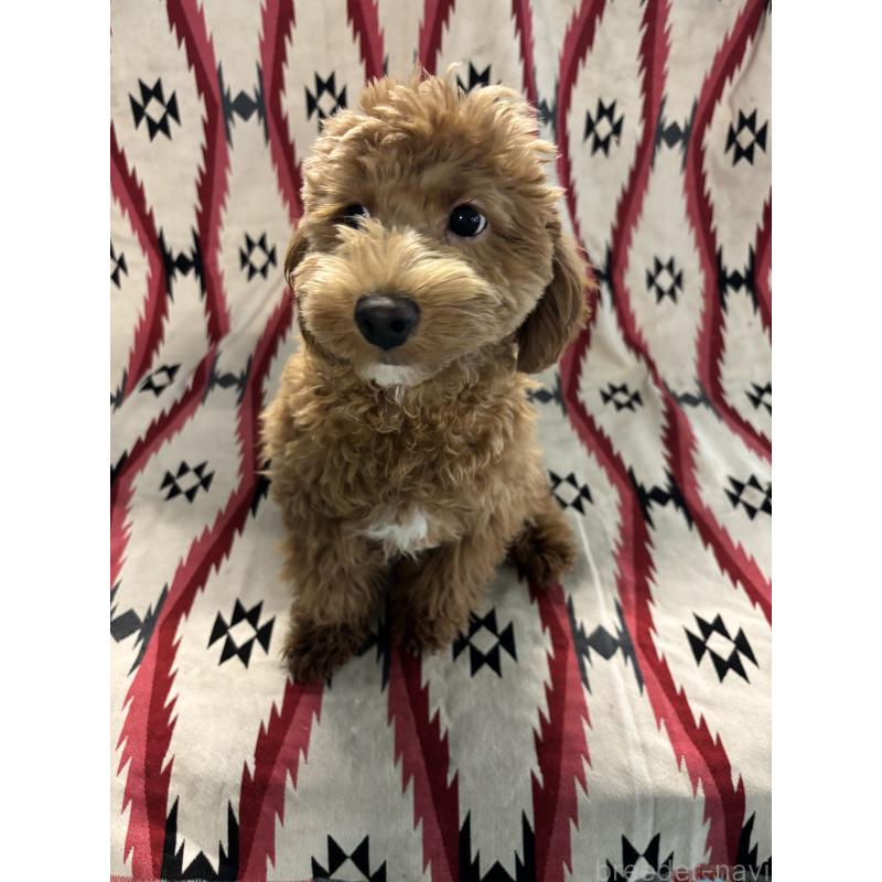 販売中の茨城県のコッカプー:アメリカンコッカースパニエル×トイプードル-407880の2枚目