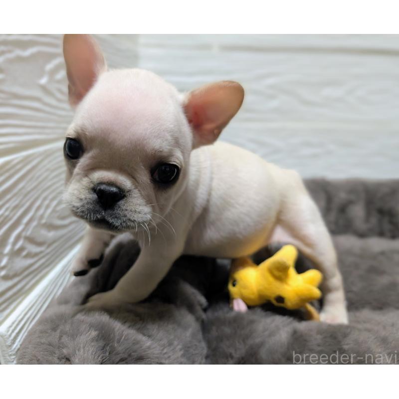 成約済の愛媛県のフレンチブルドッグ-429078の8枚目