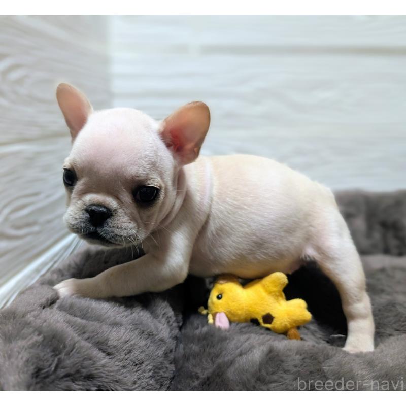 成約済の愛媛県のフレンチブルドッグ-429078の7枚目