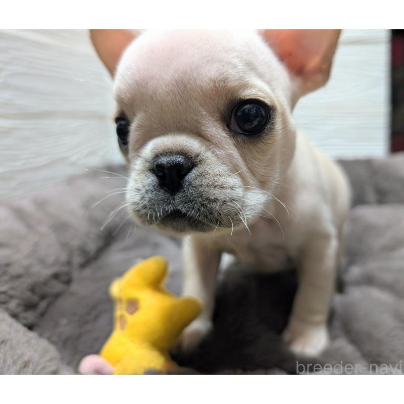 成約済の愛媛県のフレンチブルドッグ-429078の5枚目