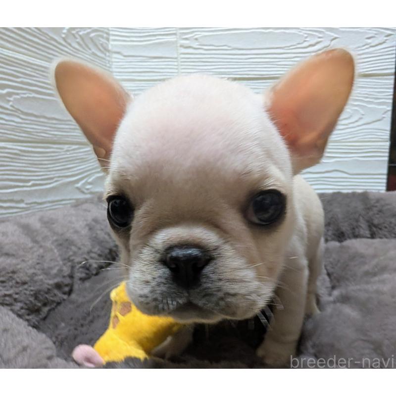 成約済の愛媛県のフレンチブルドッグ-429078の4枚目