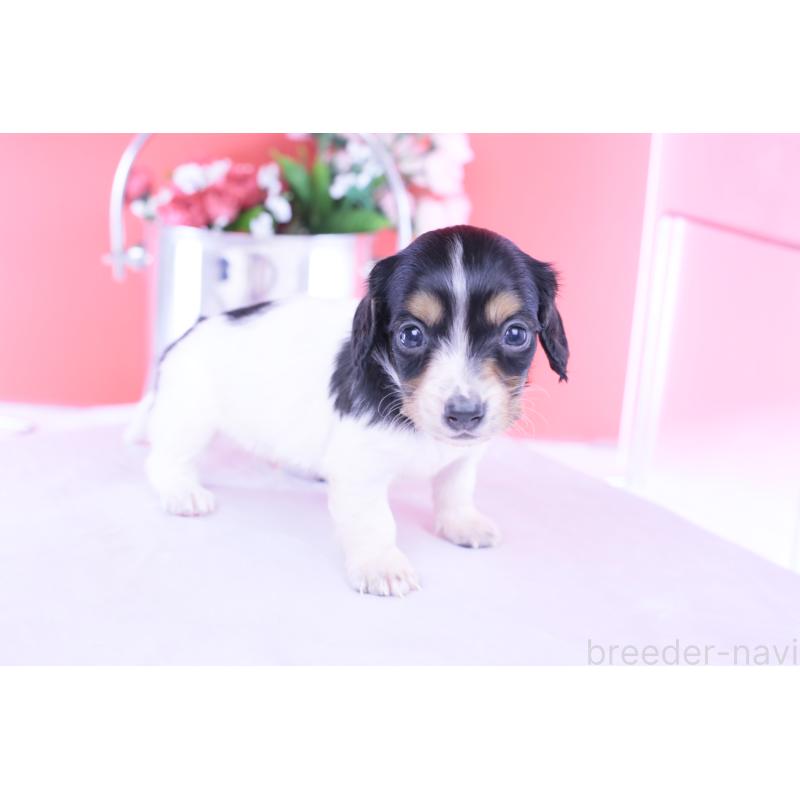 販売中の愛知県のミニチュアダックスフンド(ロングヘアード)-429077の10枚目