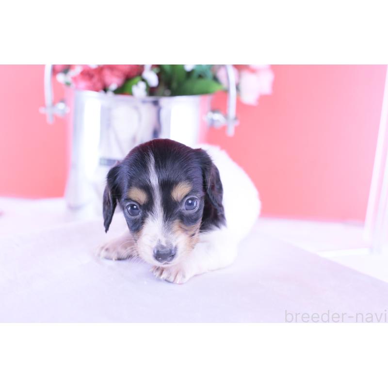 販売中の愛知県のミニチュアダックスフンド(ロングヘアード)-429077の7枚目