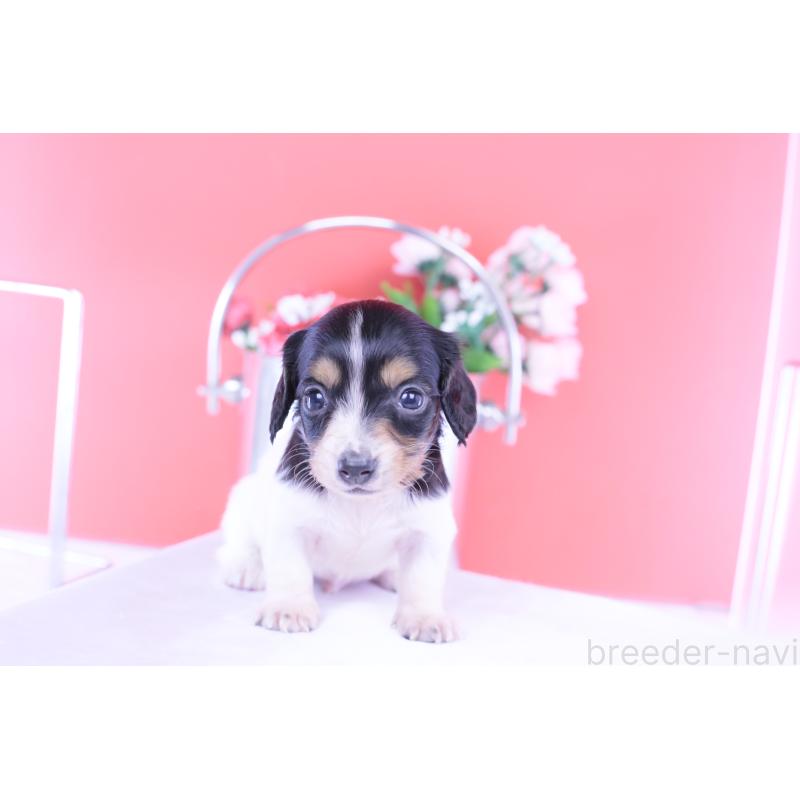 販売中の愛知県のミニチュアダックスフンド(ロングヘアード)-429077の6枚目