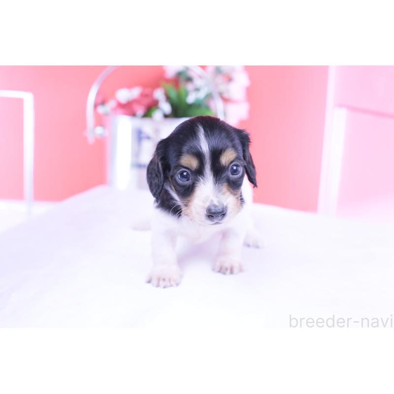 販売中の愛知県のミニチュアダックスフンド(ロングヘアード)-429077の5枚目