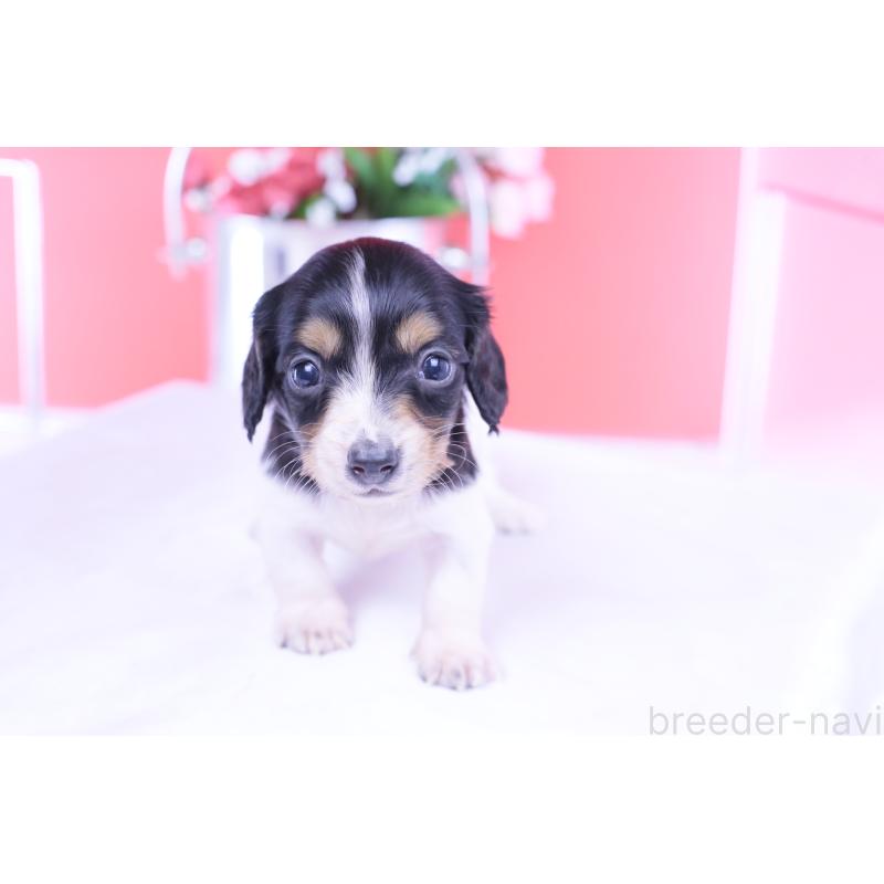 販売中の愛知県のミニチュアダックスフンド(ロングヘアード)-429077の4枚目