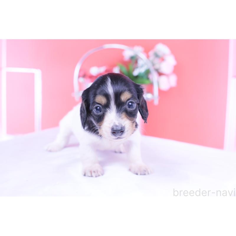 販売中の愛知県のミニチュアダックスフンド(ロングヘアード)-429077の3枚目