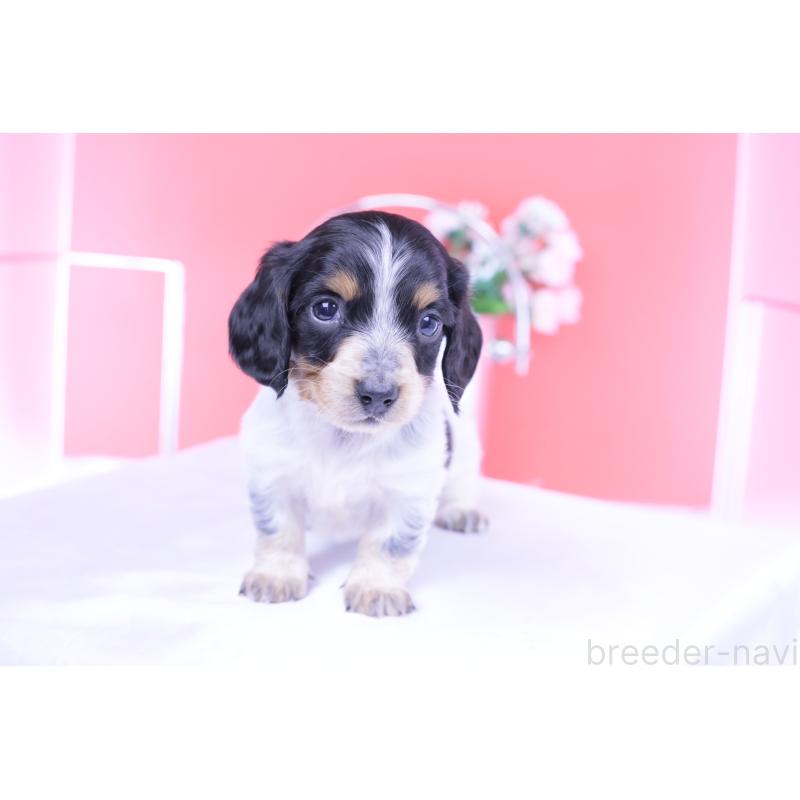 販売中の愛知県のミニチュアダックスフンド(ロングヘアード)-429080の13枚目