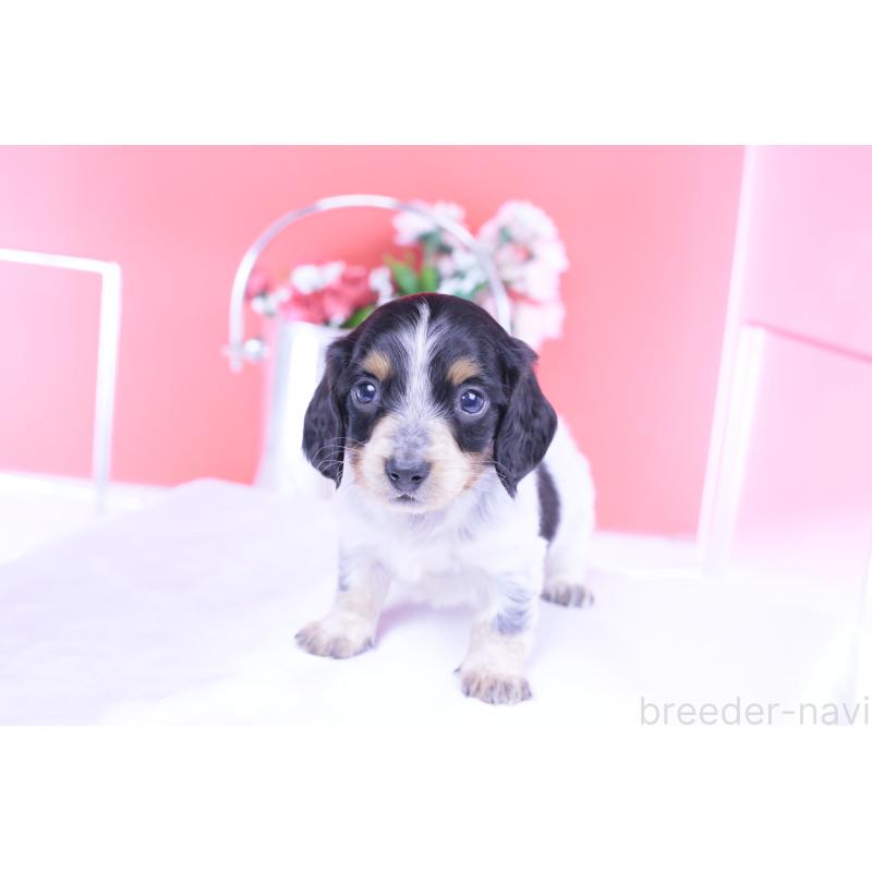 販売中の愛知県のミニチュアダックスフンド(ロングヘアード)-429080の12枚目