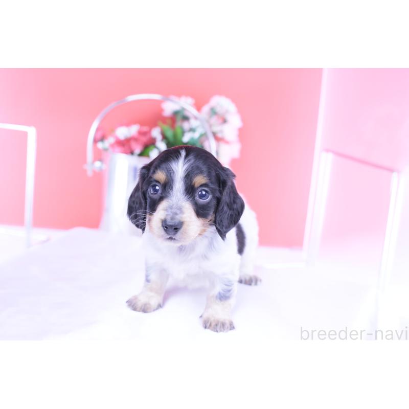 販売中の愛知県のミニチュアダックスフンド(ロングヘアード)-429080の11枚目