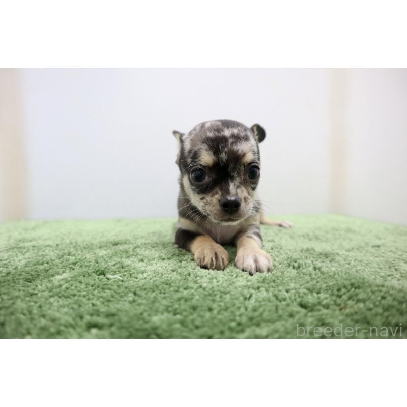 成約済の群馬県のチワワ(スムースコート)-425280の6枚目