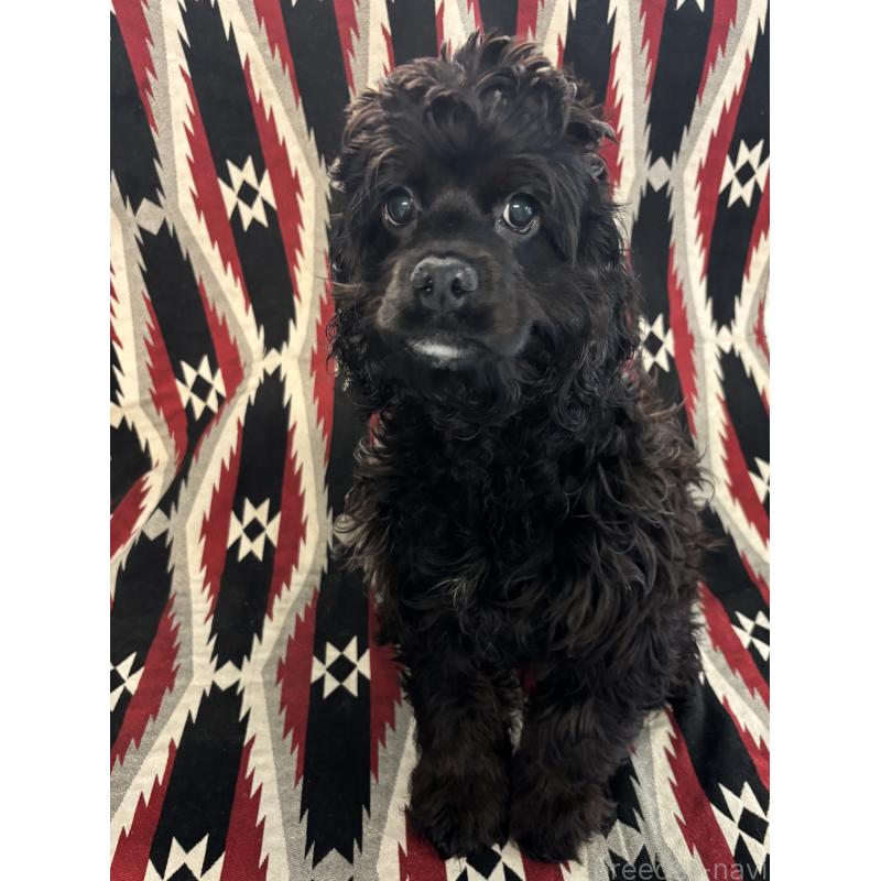 販売中の茨城県のコッカプー:アメリカンコッカースパニエル×トイプードル-399873の1枚目