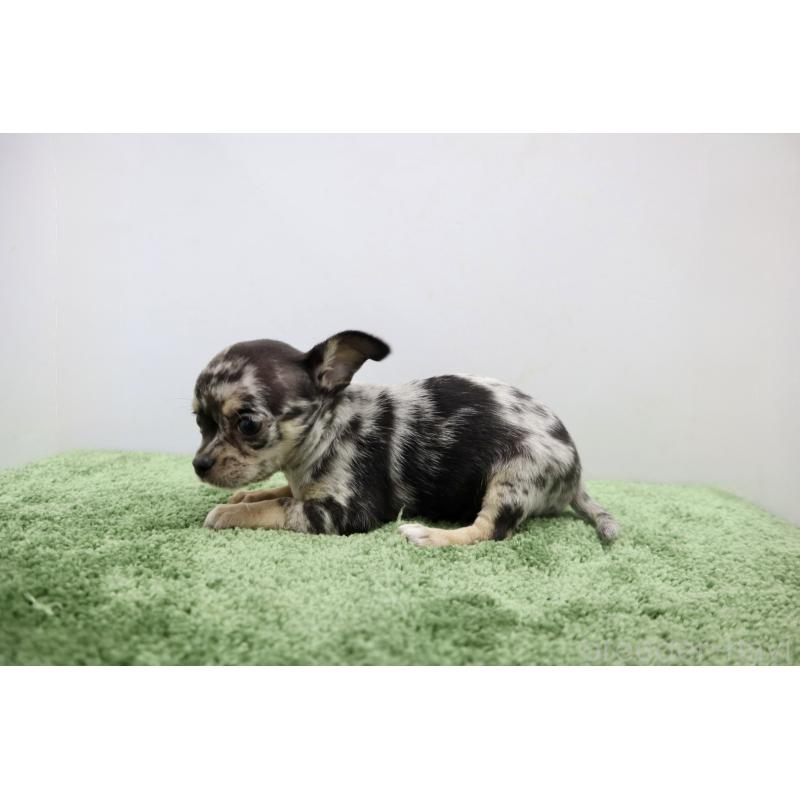 成約済の群馬県のチワワ(スムースコート)-425280の5枚目