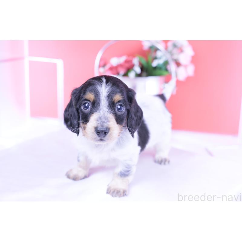 販売中の愛知県のミニチュアダックスフンド(ロングヘアード)-429080の10枚目